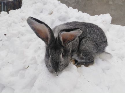 Продам кроликов(самцов)