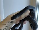 Змея с террариумом объявление продам