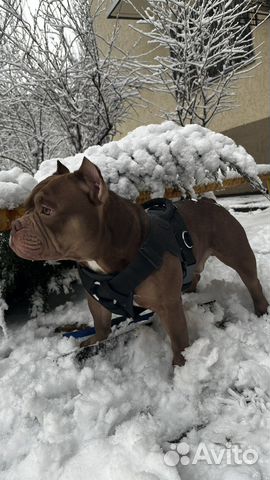 Американский Булли вязка