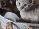 Бурманский голубой котик