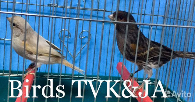 Канарейки Nero perla Черная жемчужина Италии