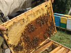 Пчелопакеты, пчелосемьи карника (весна 2022)