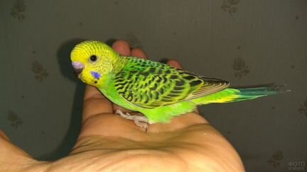 Волнистые попугаи малыши всяких расцветок