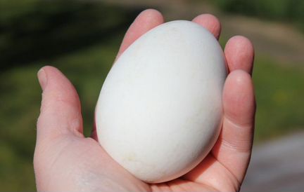 Инкубационное яйцо гусей порода Линда (запись)