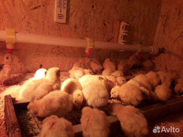 Перепела, молодняк, мясо, яйца перепёлки