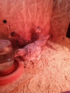 Цыплята, инкубационное яйцо