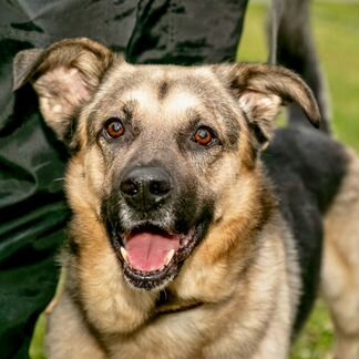 Маленькая.собака в дар в добрые руки