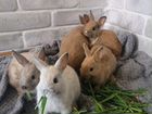 Милые карликовые кролики Ростов, Батайск объявление продам