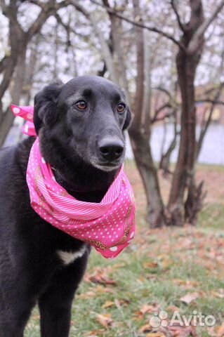 Метис борзой в добрые руки