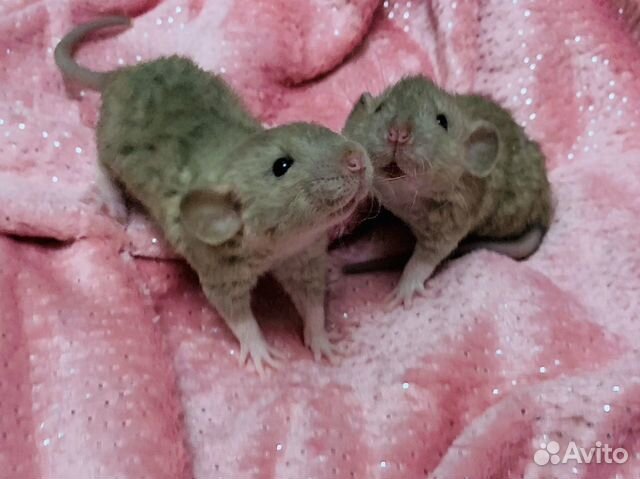 Декоративные крысята в питомцы