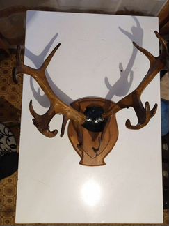 Продам рога оленя и косули на медальоне