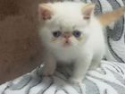 Голубоглазый котик экзотик объявление продам