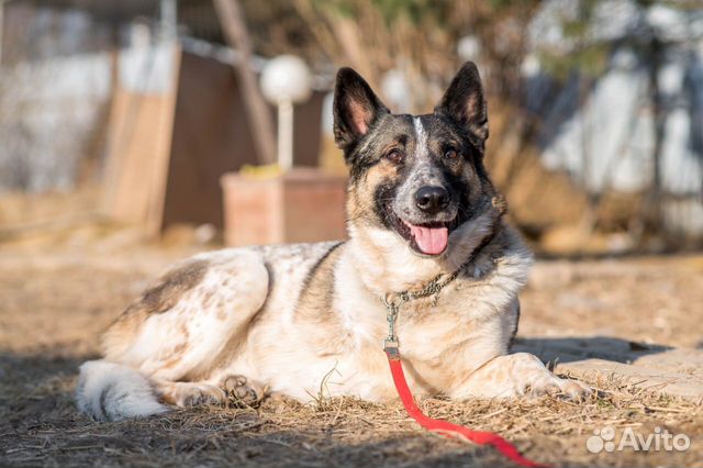 Молодой песик-трехлапка в Добрые руки