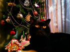 Чёрный британский кот вязка