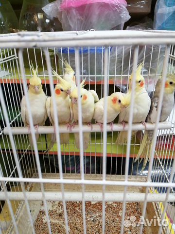 Попугай карелла нимфа, розелла,ручная волна