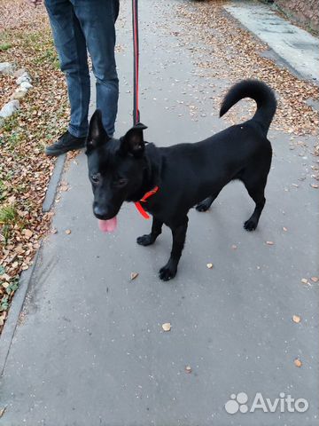 Пес ищет дом