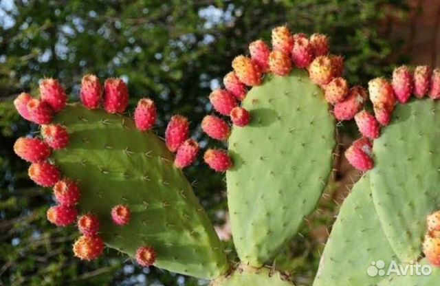 Продам кактус съедобный (опунция)