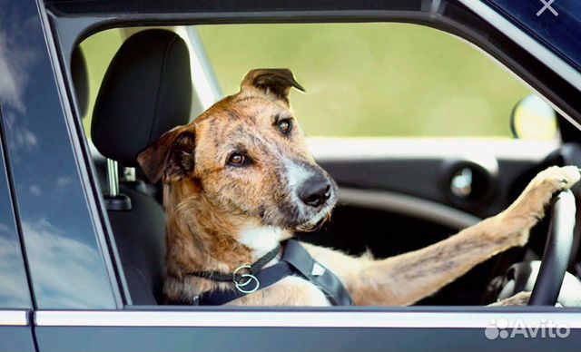 Зоотакси по Москве и мо Перевозка по РФ и за рубеж