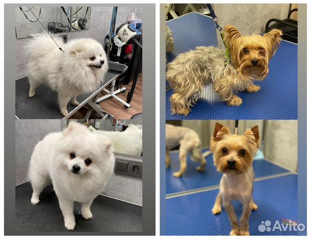 Грумер / Стрижка собак и кошек / Груминг