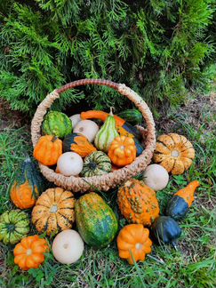 Тыква семена Микс