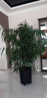 Комнатный цветок, фикус али