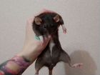 Крыса дамбо с клеткой объявление продам
