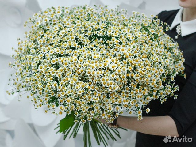 Ромашки. Цветы. Букеты. Доставка