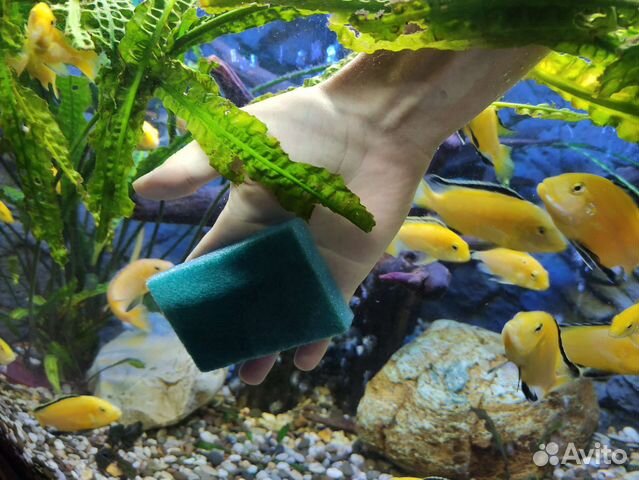 Обслуживание (чистка) аквариумов