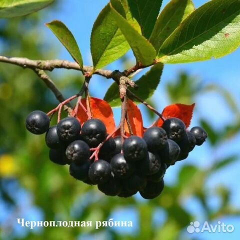 Черноплодная рябина / Арония
