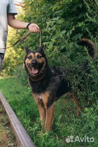 Добряк Лаки