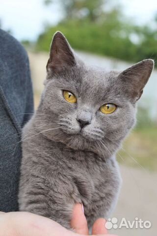 Русская голубая