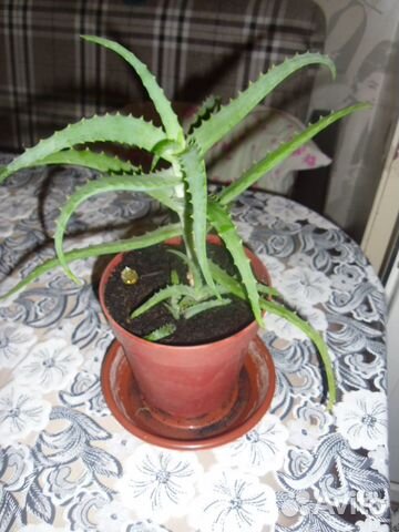 Алое (Столетник лекарственный)