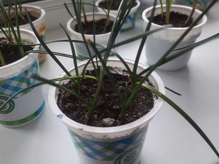 Зефирантес белый, выскочка, комнатные цветы