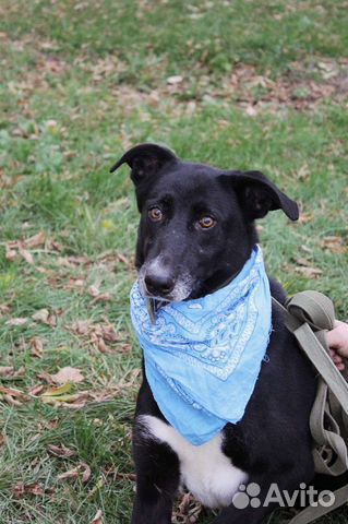 Трусишка Багира ищет дом