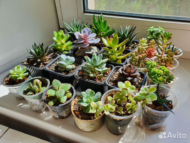 Суккуленты