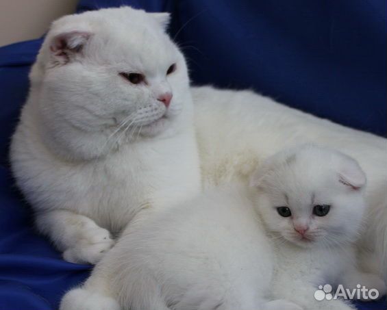 Клубные шотландские малыши