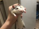Крысы в добрые руки