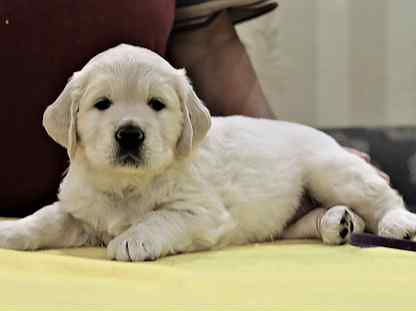 Голден ретривер жуковский. Покажи породу золотистой литвии. Золотистый ретривер екатеринбург. Маремма-абруццкая овчарка. Золотистый ретривер с человеком в рост.