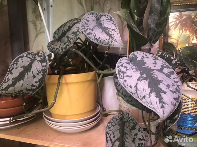 Сциндапсус расписной