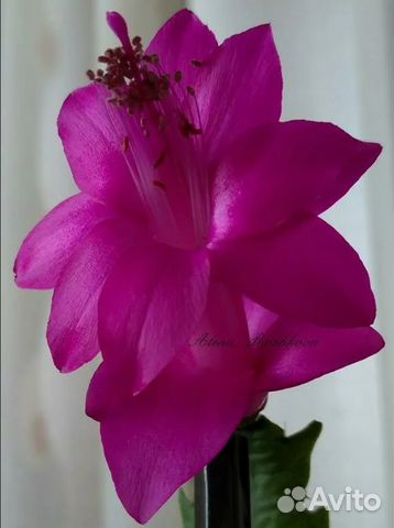 Шлюмбергеры сортовые 2 часть (декабрист)