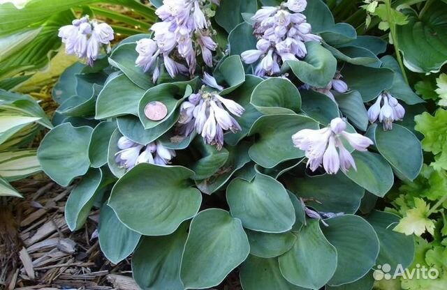 Хоста Блю Мышиные ушки