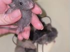 Крыса дамбо чистокровная объявление продам