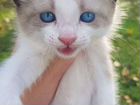Котёнок от кошки породы Бирманская объявление продам