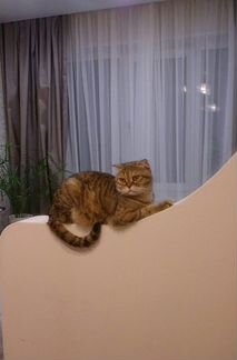 Передержка кошек и грызунов