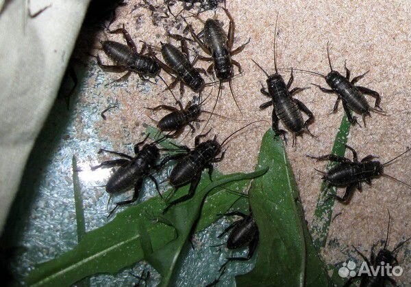 Сверчки разные, мучной червь, кормовые тараканы