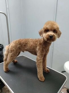 Стрижка домашних животных