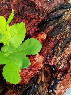 Кора лиственницы, мешок 60 литров