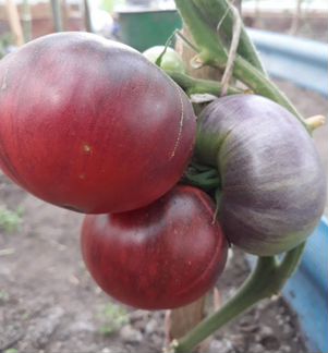 Коллекционные семена томатов и перцев