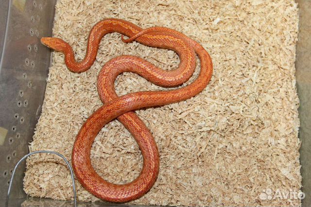 Маисовый полоз самка Файр Тессера с террариумом