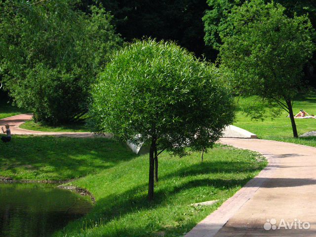 Ива шаровидная Булата купить в Москве | Товары для дома и дачи | Авито